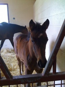 Cutest Leroidesanimaux filly ever?